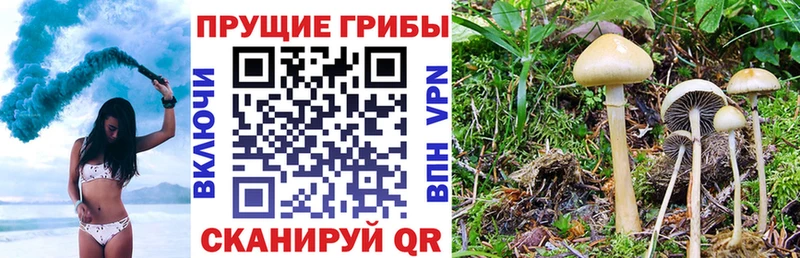 Галлюциногенные грибы Cubensis  Тбилисская 